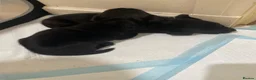 Labrador Retriever dogs for sale: Labrador Puppies  - Advert 10