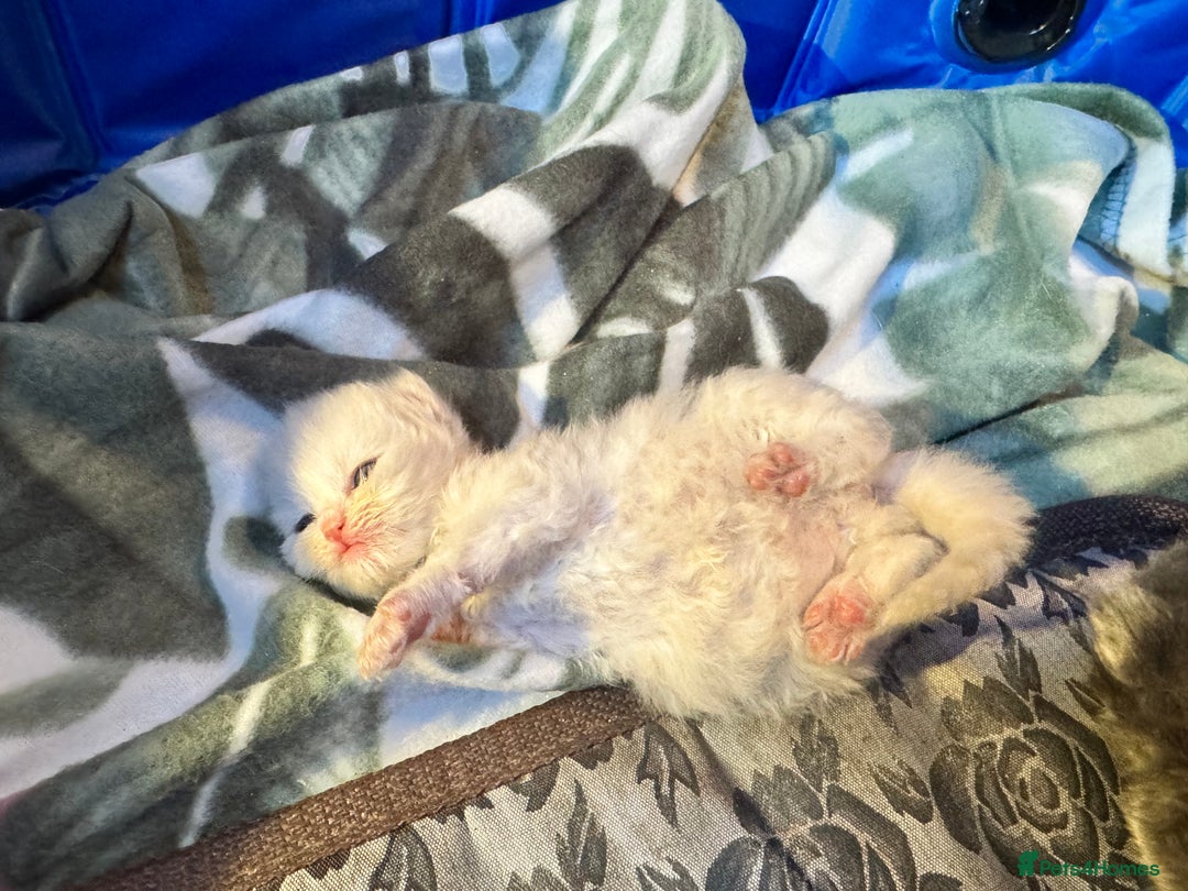 Maine Coon cats for sale: Main coon adorable kittens  - Advert 38