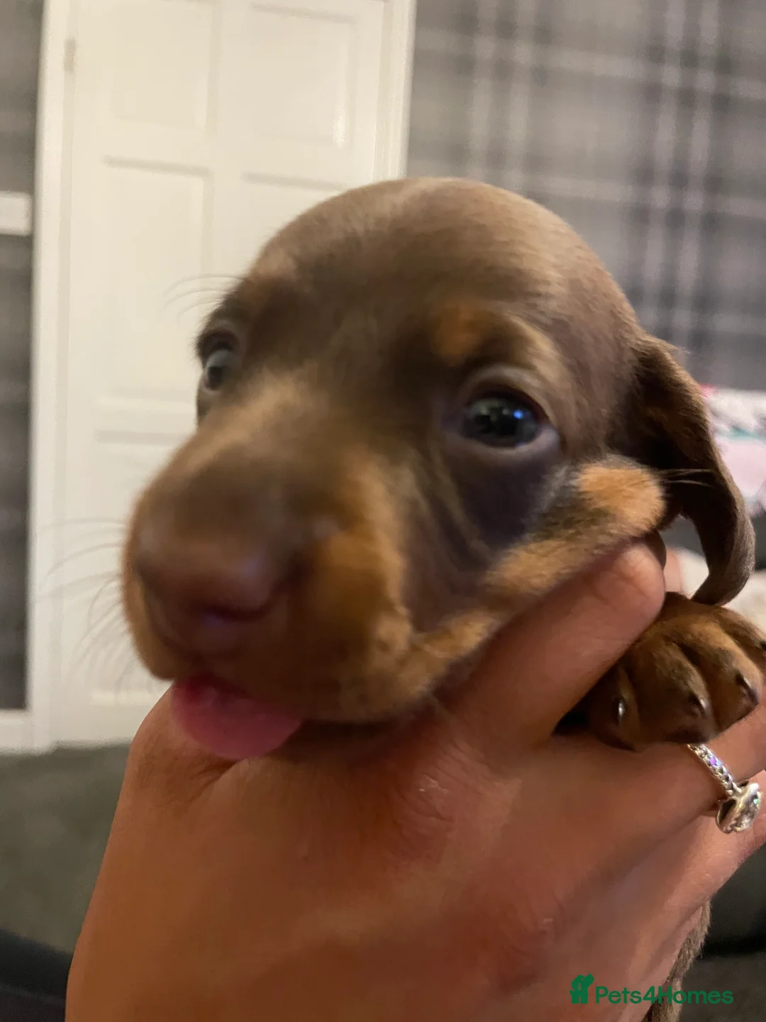 Miniature Dachshund dogs for sale:  Miniature Dachshunds puppies  in Witney - Advert 2