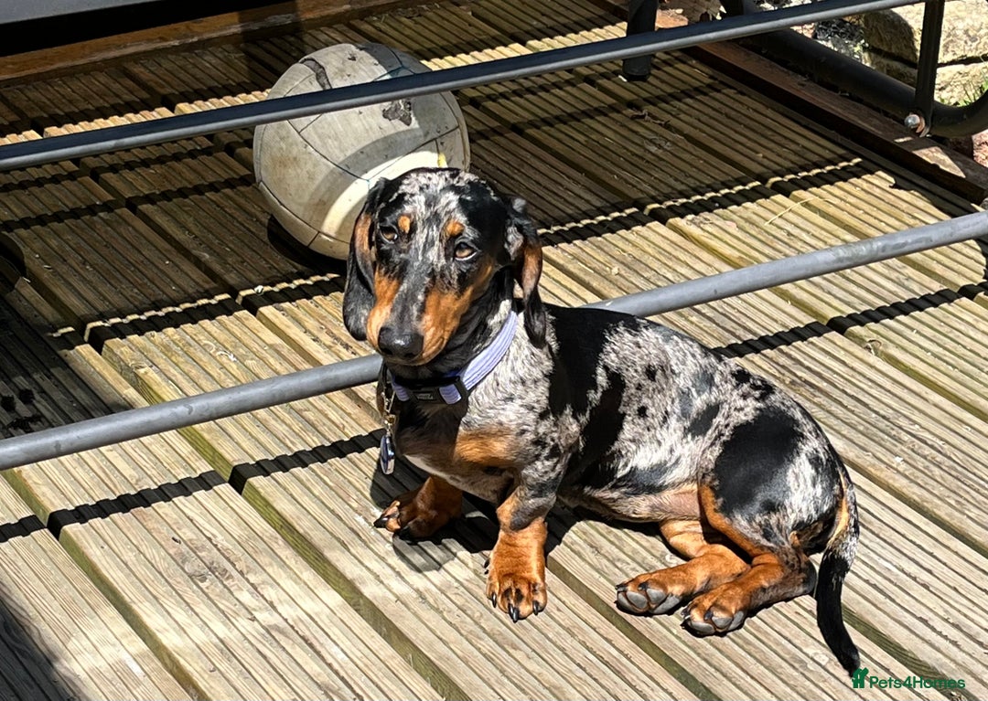 Dachshund dogs for sale: Female dog for sale  - Image 7