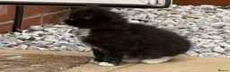Ragdoll cats for sale: Ragdoll tuxedo black & white - Advert 8