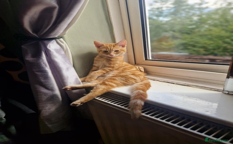 Maine Coon cats - Advert 9