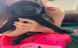 Labrador Retriever dogs for sale: KC registered Labrador retrievers for sale  - Image 29