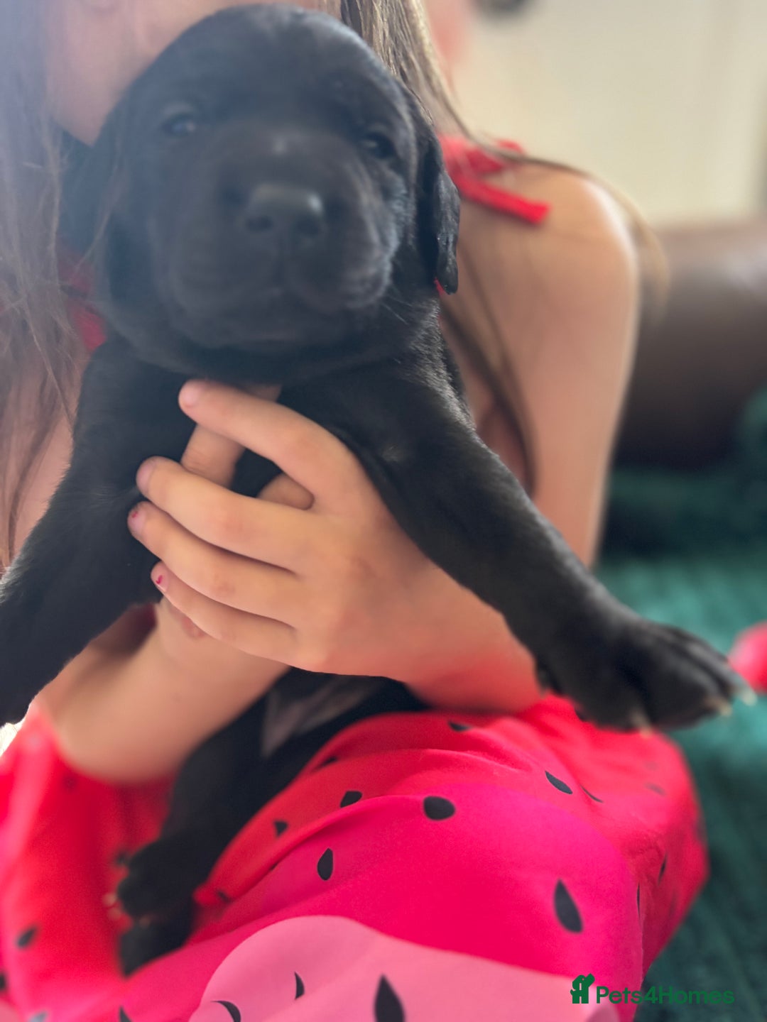 Labrador Retriever dogs for sale: KC registered Labrador retrievers for sale  - Image 29