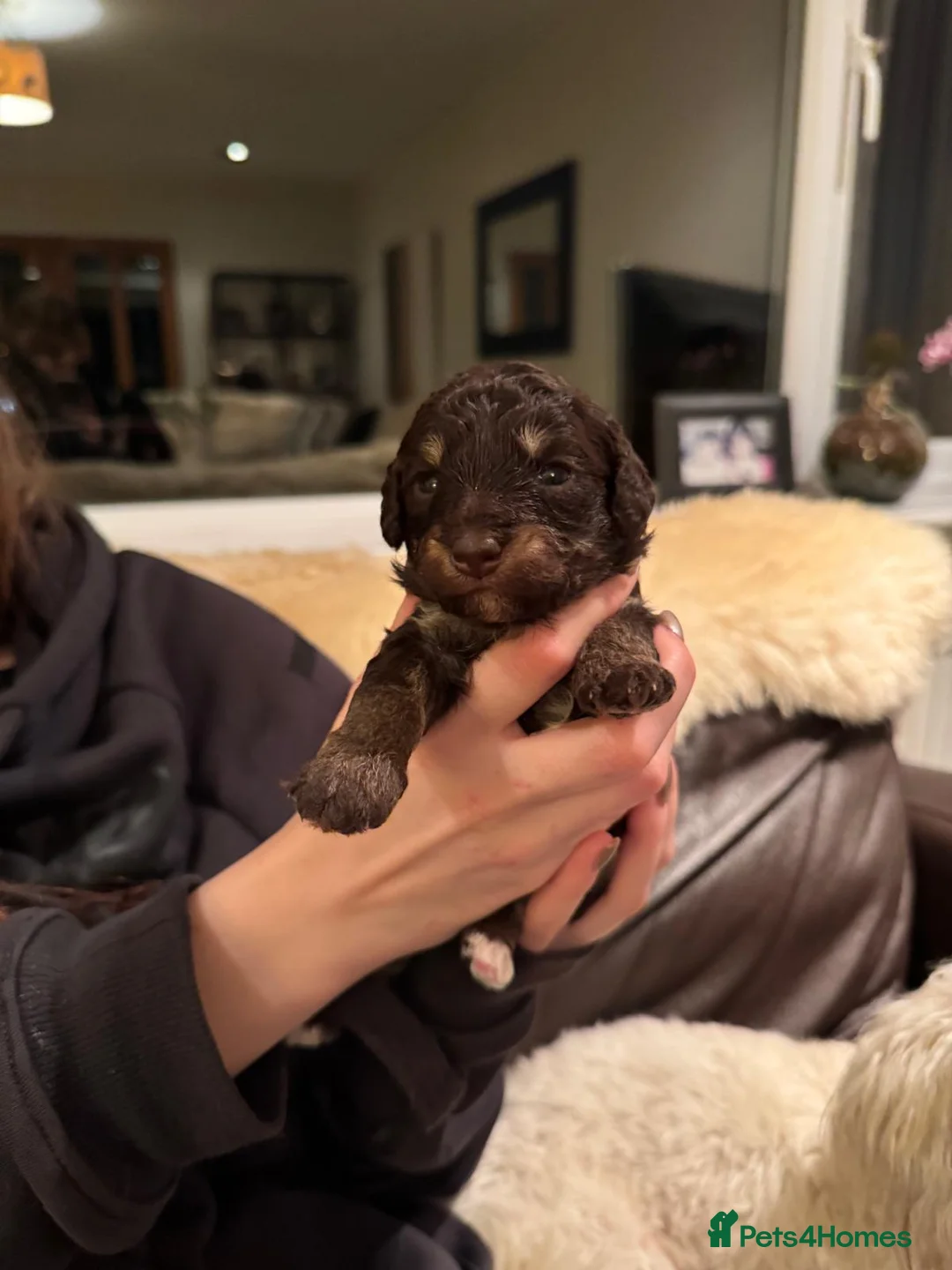 Maltipoo dogs for sale: Adorable Maltipoo girls ready to leave 22nd of Feb - Advert 17
