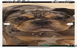English Bulldog dogs for sale: Beautiful merle English bulldog  - Image 4
