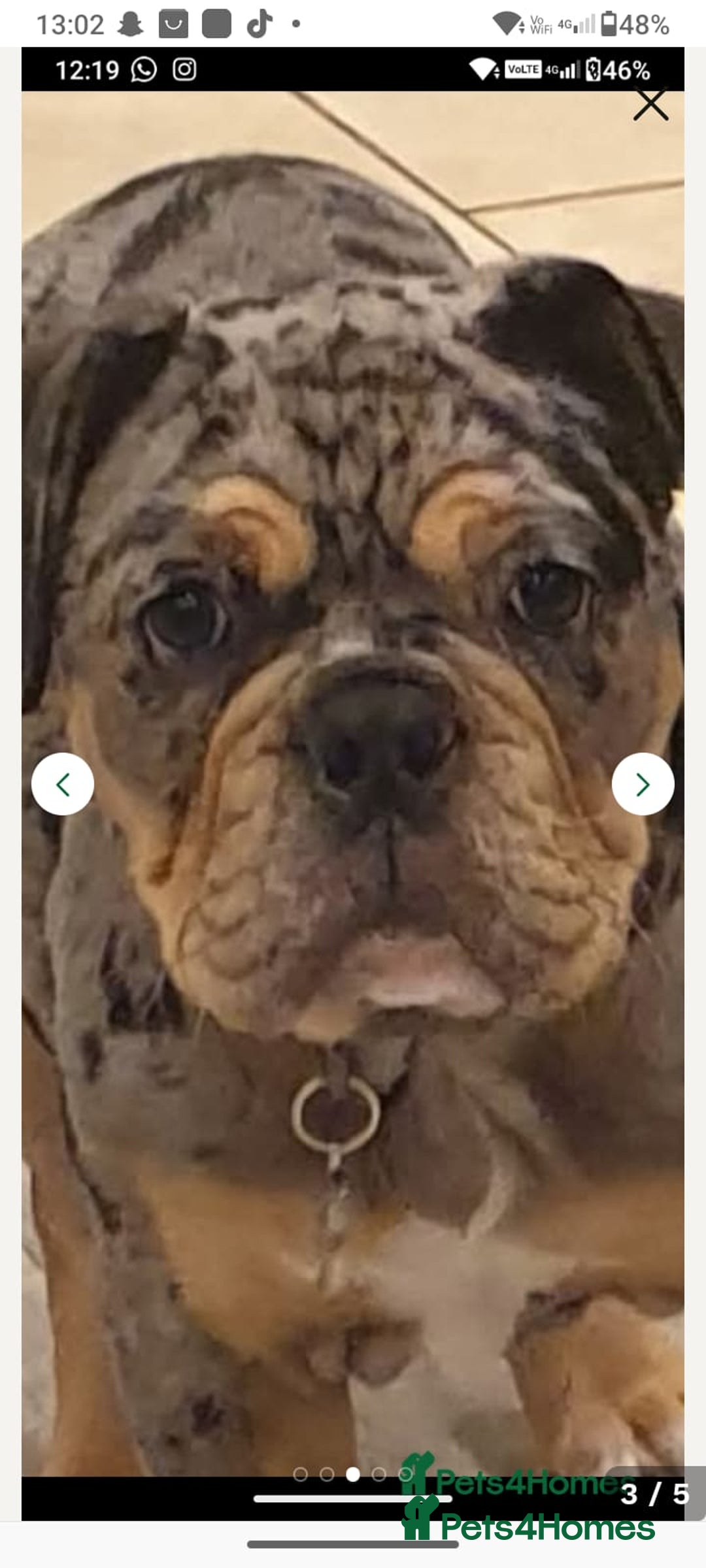 English Bulldog dogs for sale: Beautiful merle English bulldog  - Image 4