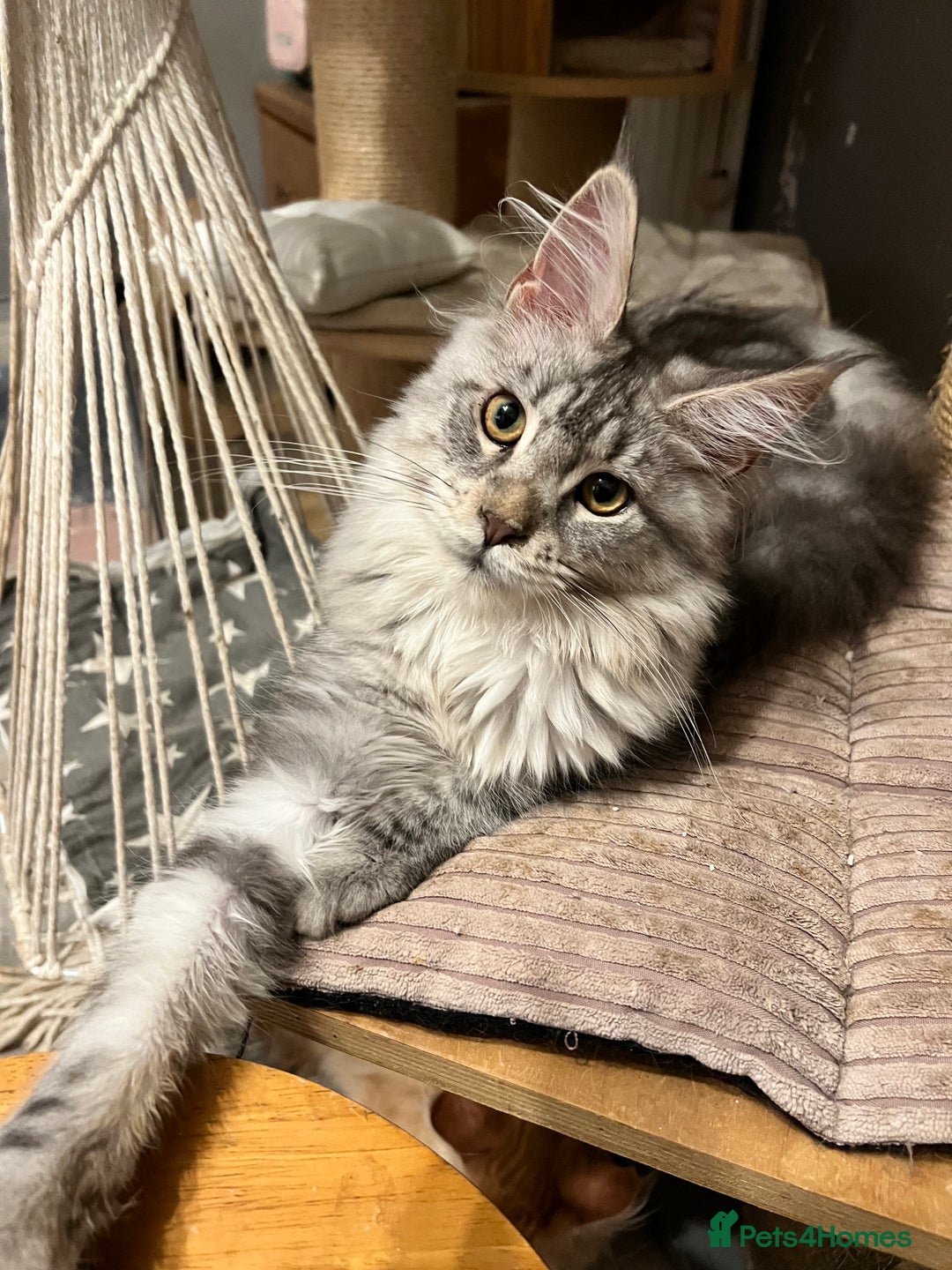 Maine Coon cats for sale: 6 Maine Coon kittens blue colour - Advert 10