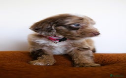 Cockapoo dogs for sale: F1 Merle cockapoos  - Image 15