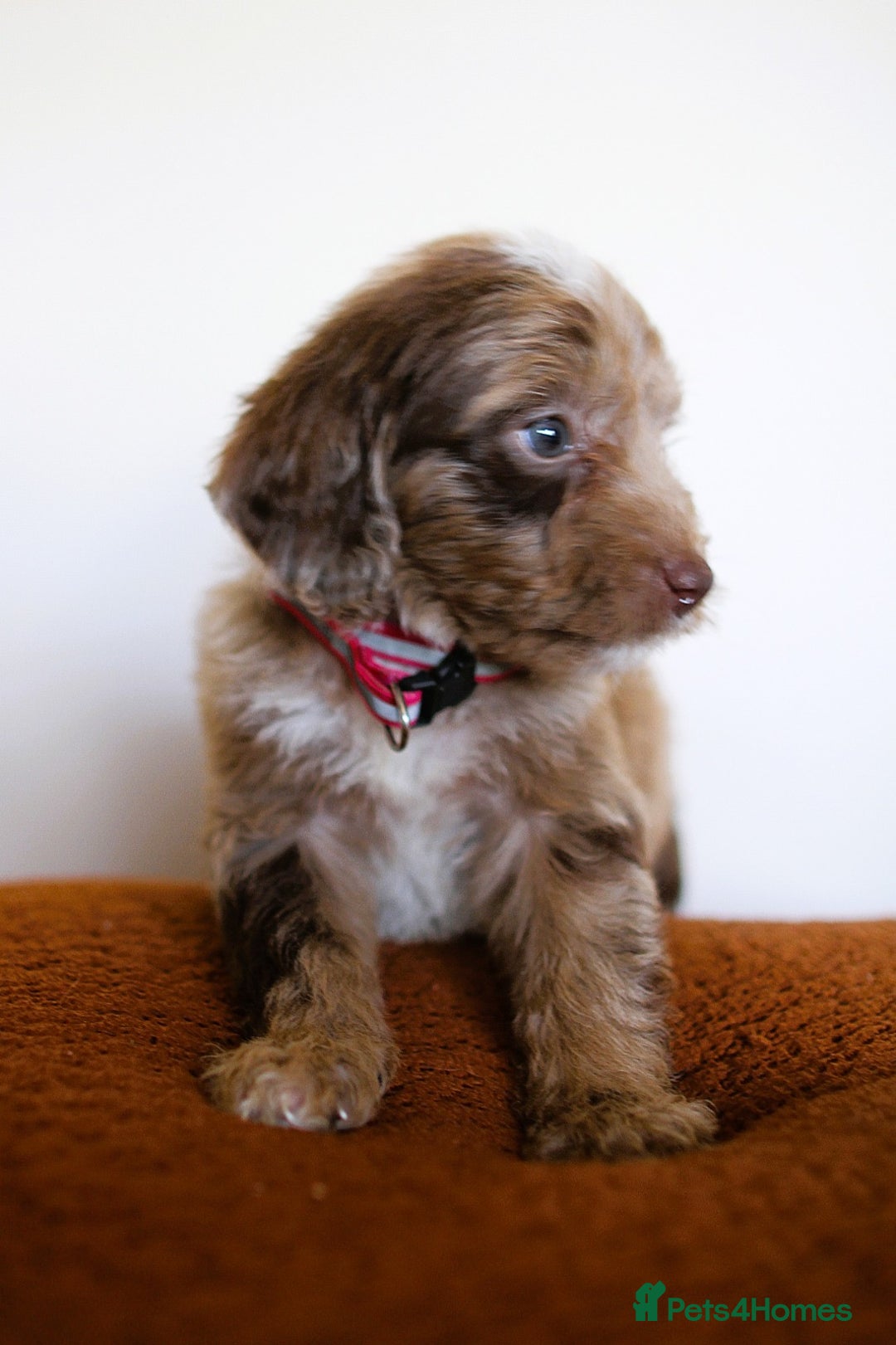 Cockapoo dogs for sale: F1 Merle cockapoos  - Image 15