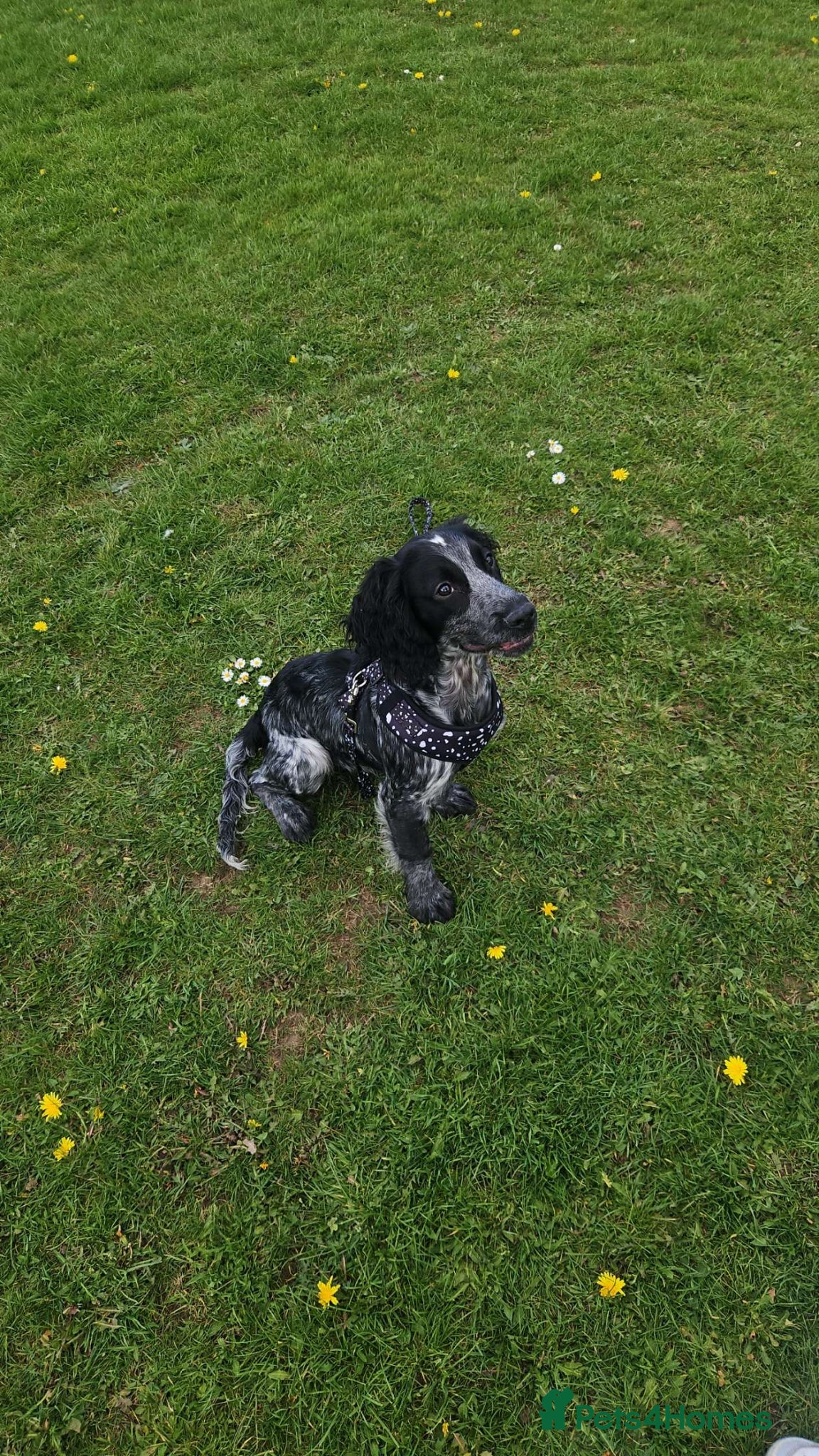 Cocker Spaniel dogs for sale: Cocker spaniel for sale  in Cleethorpes - Advert 1