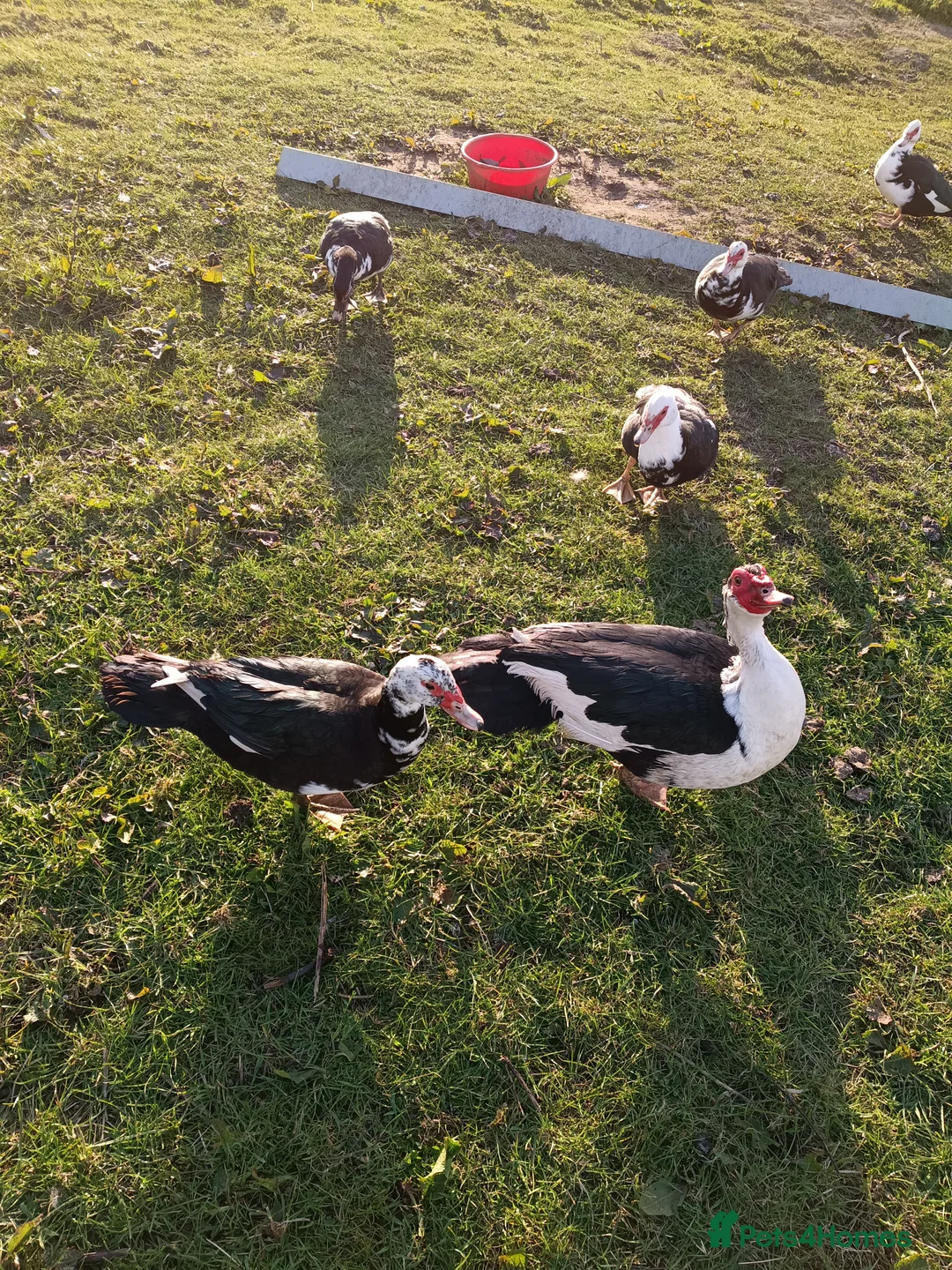 Ducks poultry for sale: Muscovy Ducks/Drakes - Advert 2