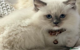 Ragdoll cats for sale: Ragdolls kittens 2 girls & 3 boys  - Image 5