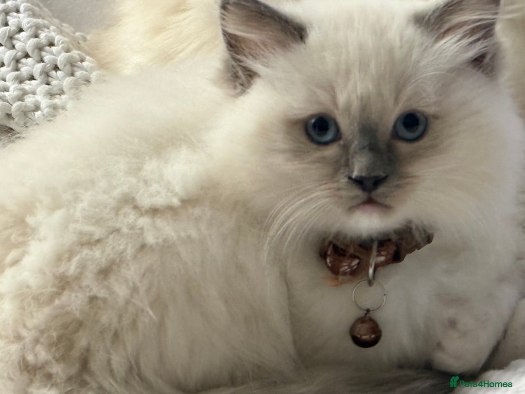 Ragdoll cats for sale: Ragdolls kittens 2 girls & 3 boys  - Image 5