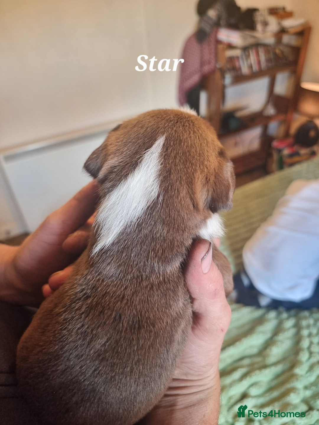 Mixed Breed dogs for sale: Stacksides litter - Image 13