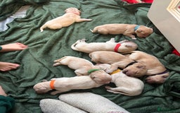 Golden Retriever dogs for sale: 8 Beautiful golden retrievers puppies for sale ❤️ - Advert 11