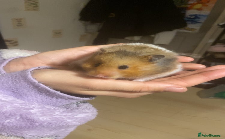 Hamster rodents - Advert 1