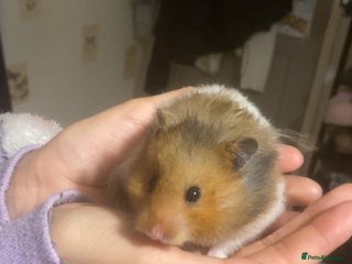 Hamster rodents for sale - Advert 1
