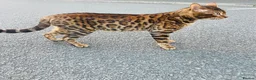 Bengal cats for stud: Bengal cat stud  in Manchester - Advert 3