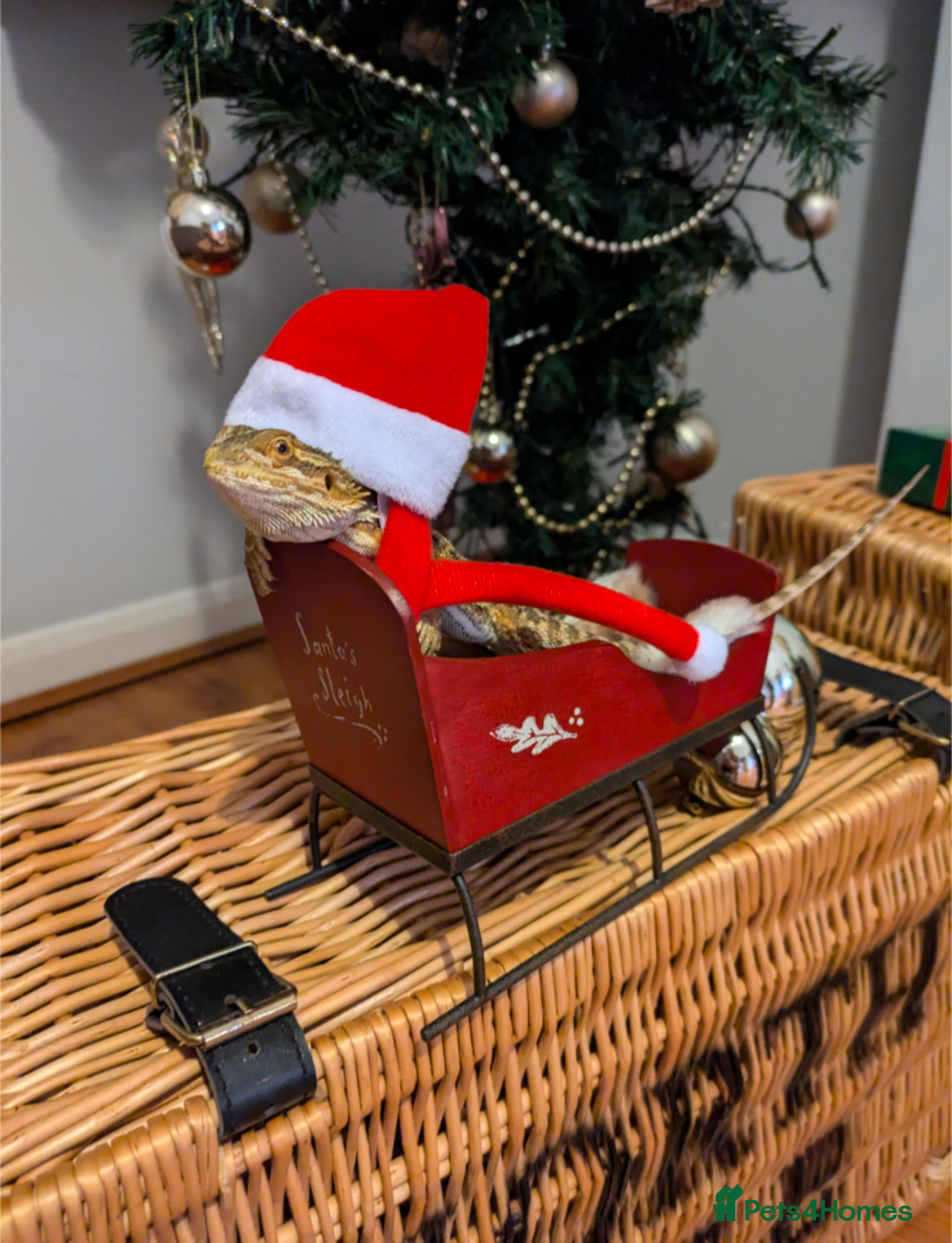 Bearded Dragon reptiles for sale: Our darling bearded dragon, looking for a new home - Advert 3