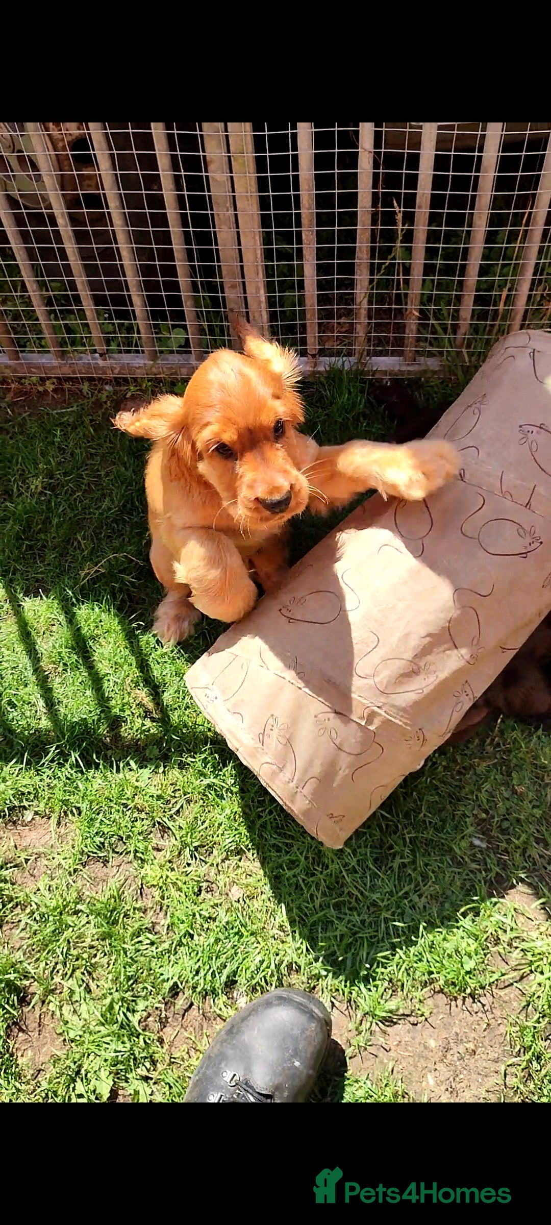 Cocker Spaniel dogs for sale: Show type cocker spaniel pups by Rosie - Image 23