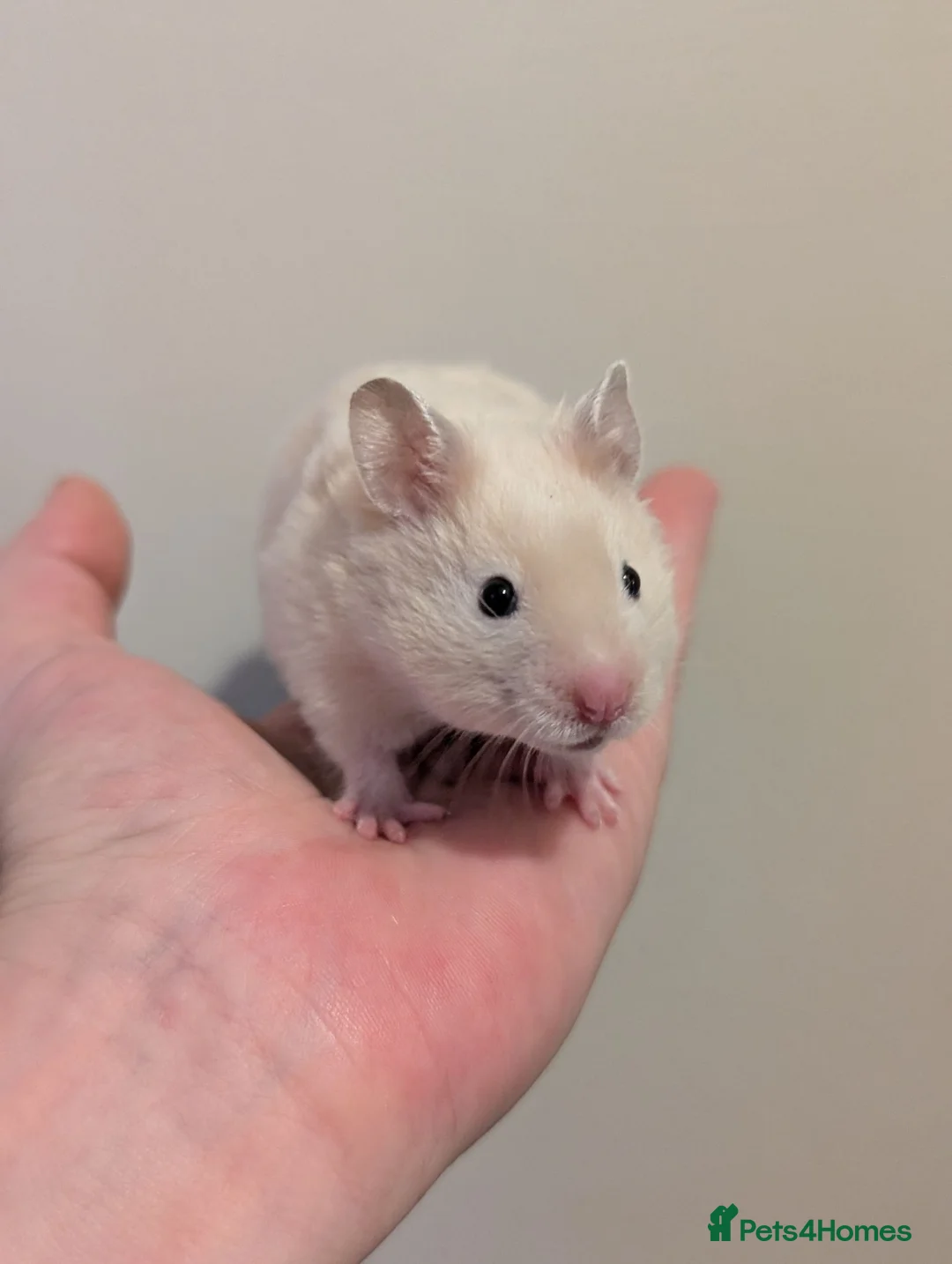 Hamster rodents for sale: Pedigree baby Syrians  - Advert 2