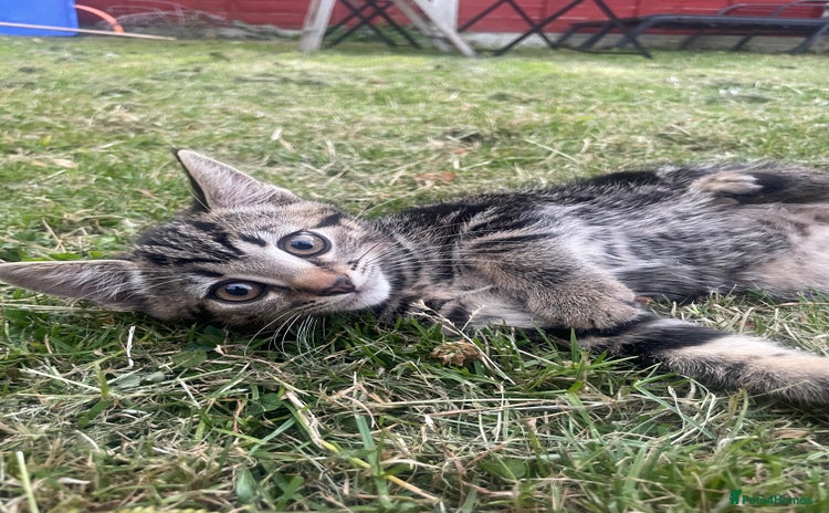 Domestic Shorthair cats - Advert 3