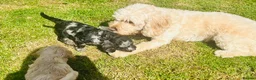 Cavapoo dogs for sale: Ready tomorrow - Advert 20