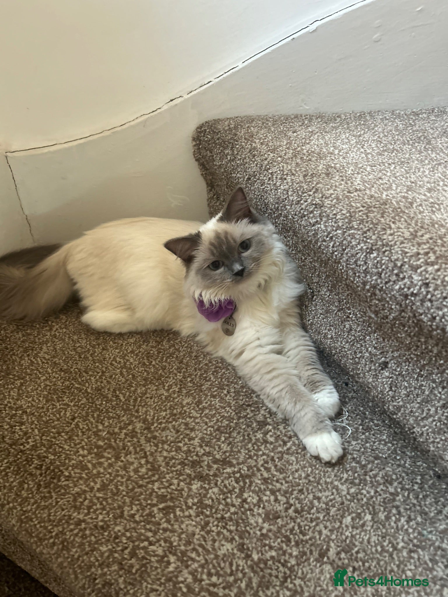 British Shorthair cats Irresistible Blue Kittens Looking For Forever Home - Advert 1