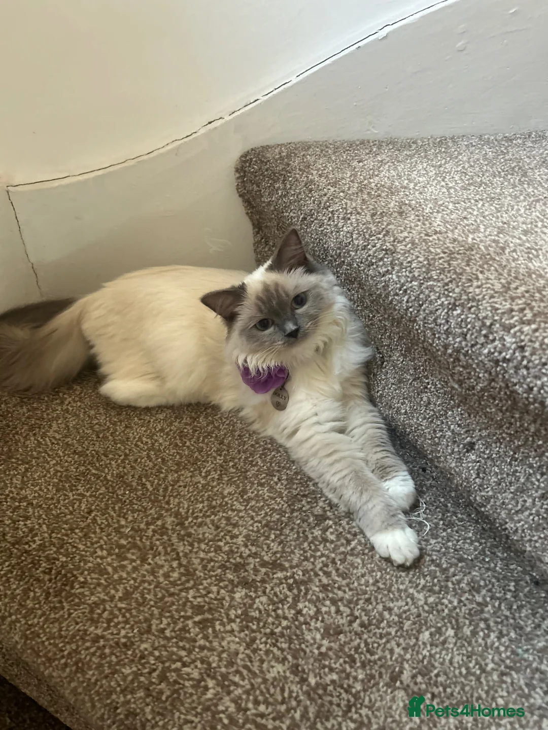 British Shorthair cats for sale: Irresistible Blue Kittens Looking For Forever Home - Advert 2