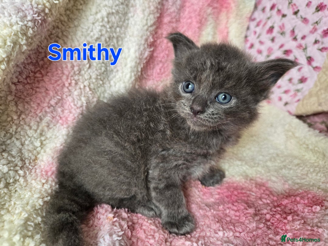 Maine Coon cats for sale: Beautiful playful Maine Coon kittens  - Image 6