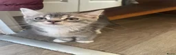 Bengal cats for sale: Gorgeous Bengal x British Short hair kittens - Advert 29