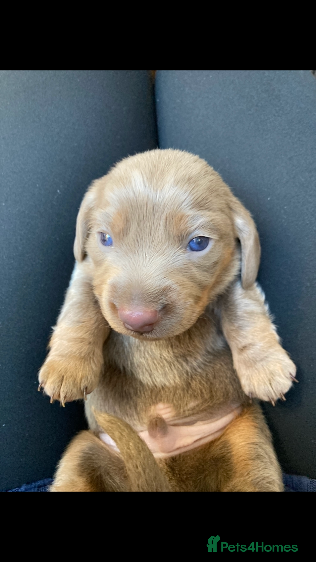 Dachshund dogs for sale: 2 miniature Dashhounds available  - Advert 11