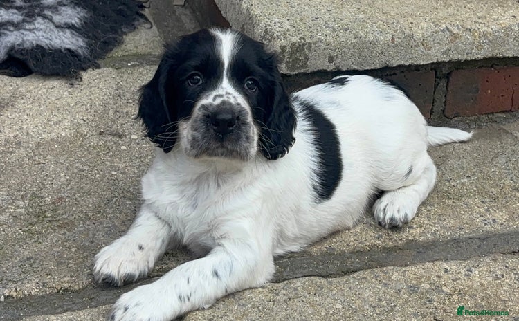 Sprocker dogs - Advert 3