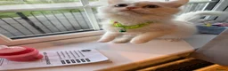 Persian cats for sale: BOY LEFT  - Advert 11