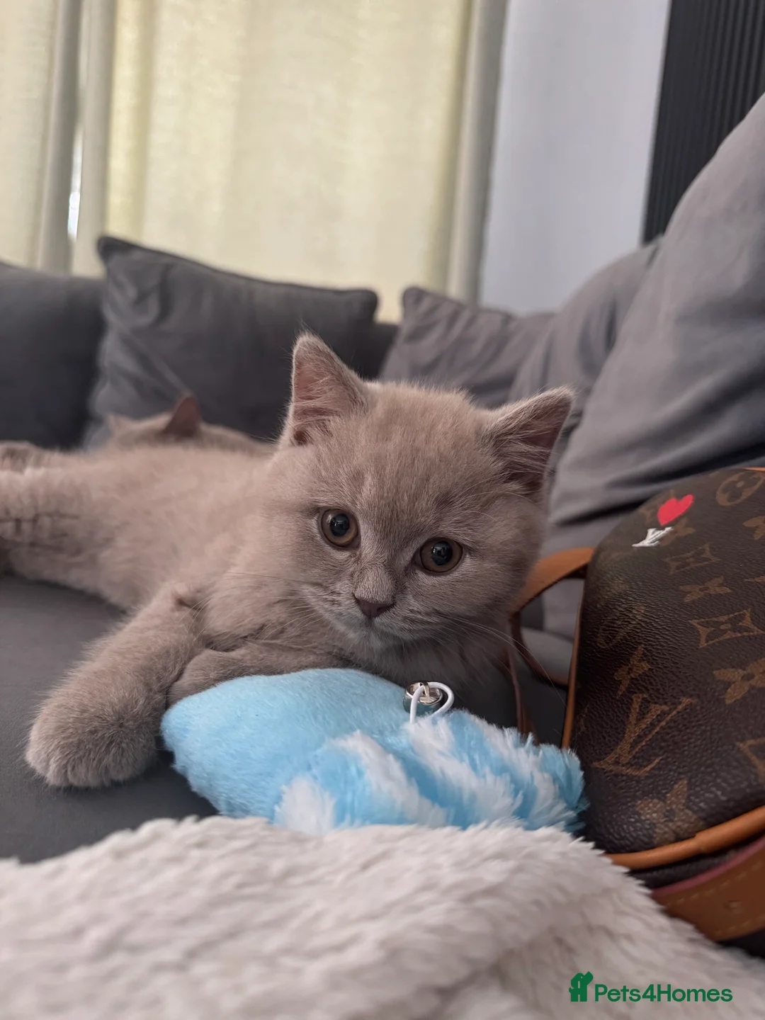 British Shorthair cats for sale: 2 British Shorthairs  - Advert 2