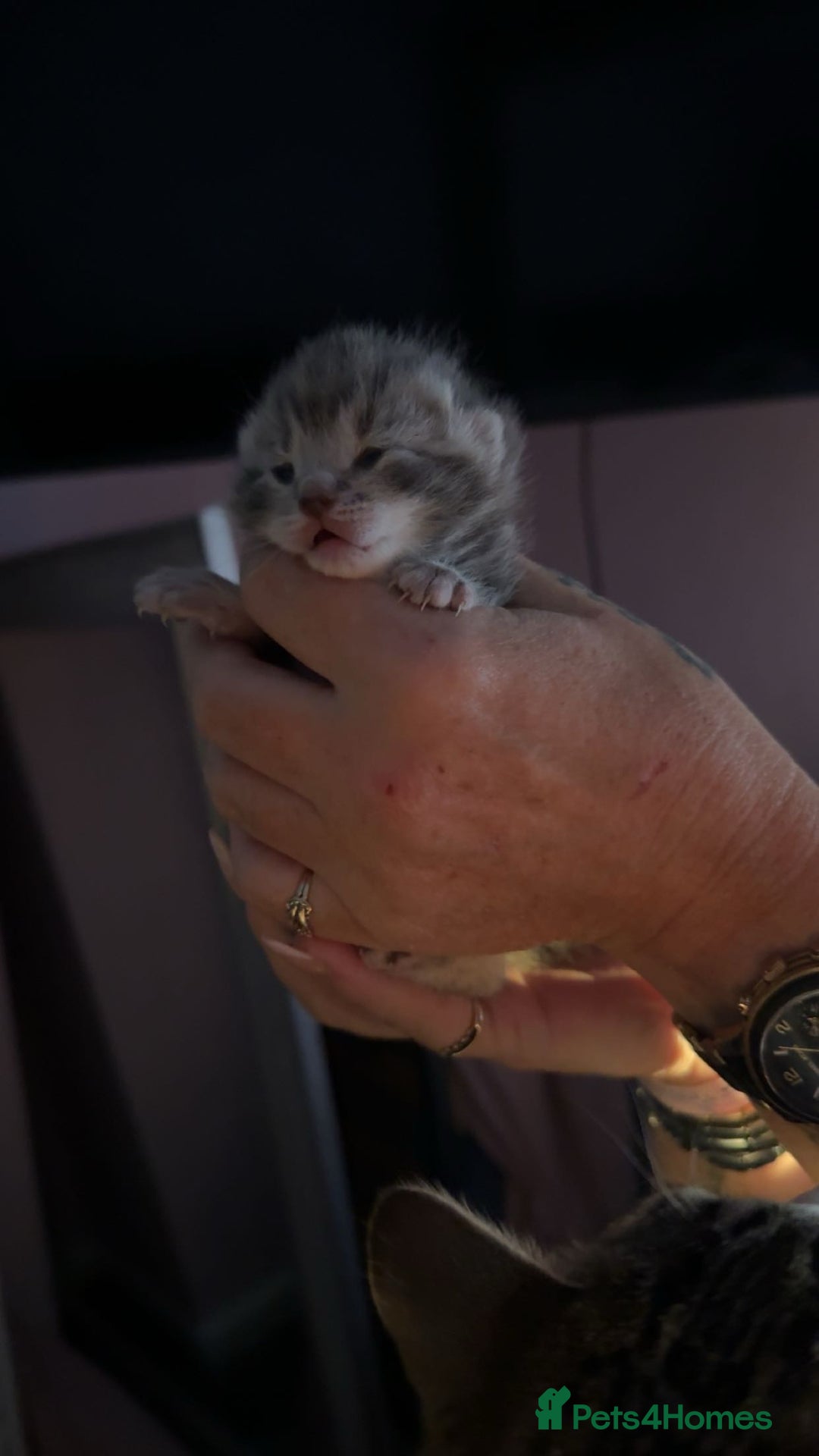 British Shorthair cats for sale: fluffy kittens!  - Advert 3