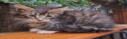 Maine Coon cats for sale: Mainecoon and mix maine coon - Advert 5