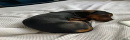 Jackshund dogs for sale: Archie  in Bristol - Advert 4