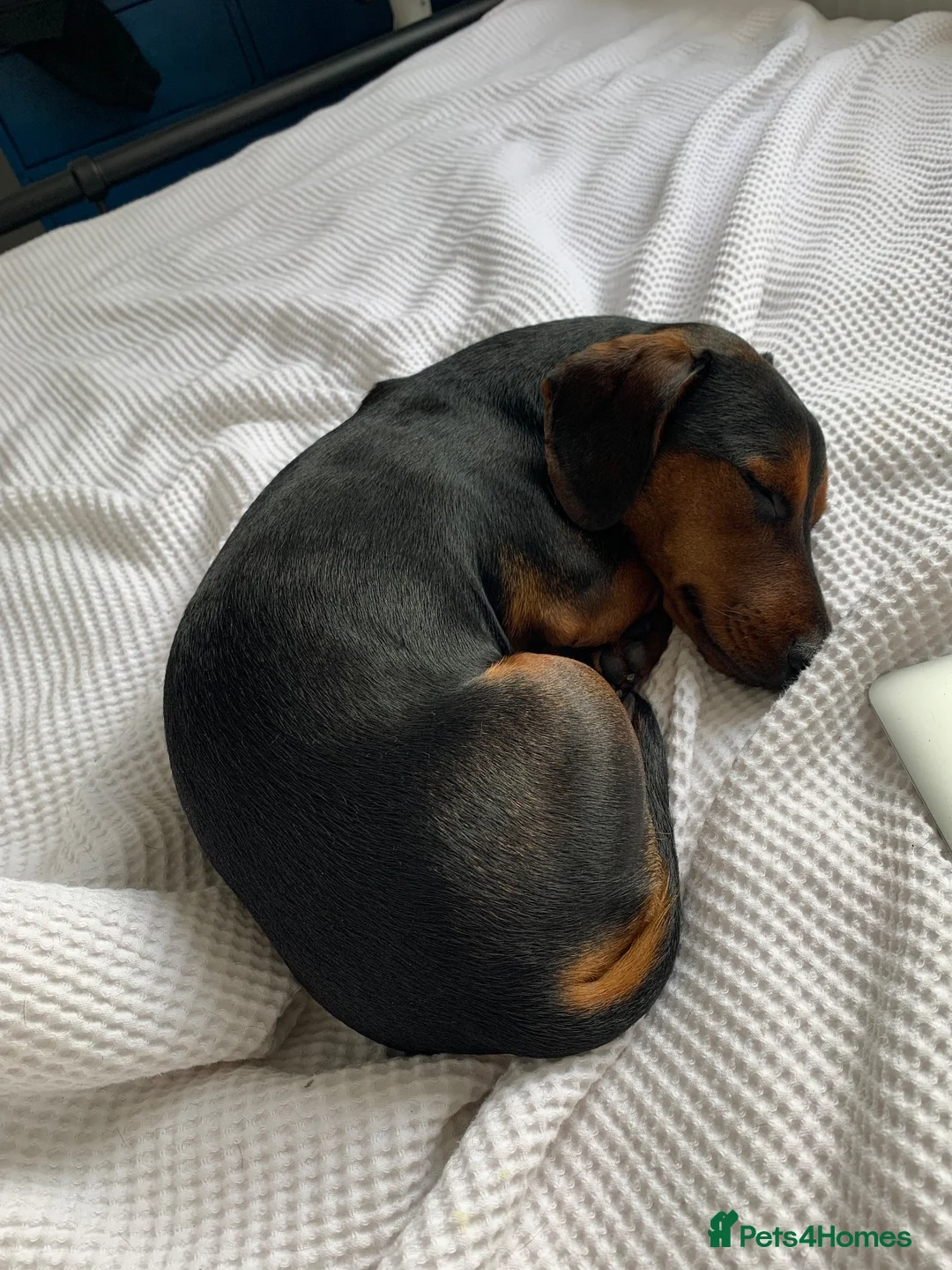 Jackshund dogs for sale: Archie  in Bristol - Advert 4