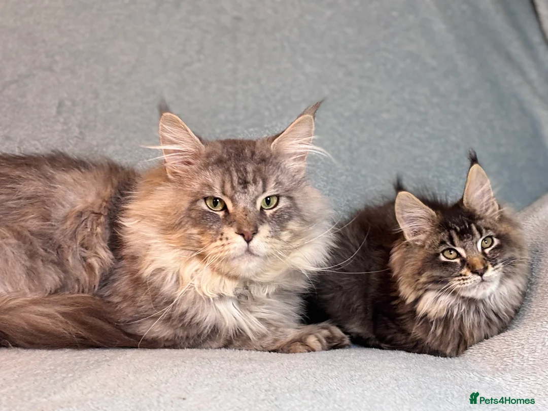 Maine Coon cats for sale: TICA registered Maine Coon Kitten  - Advert 8