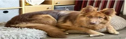German Shepherd dogs for sale: Pedigree long haired German Shepherd puppies in Chester-le-Street - Advert 3
