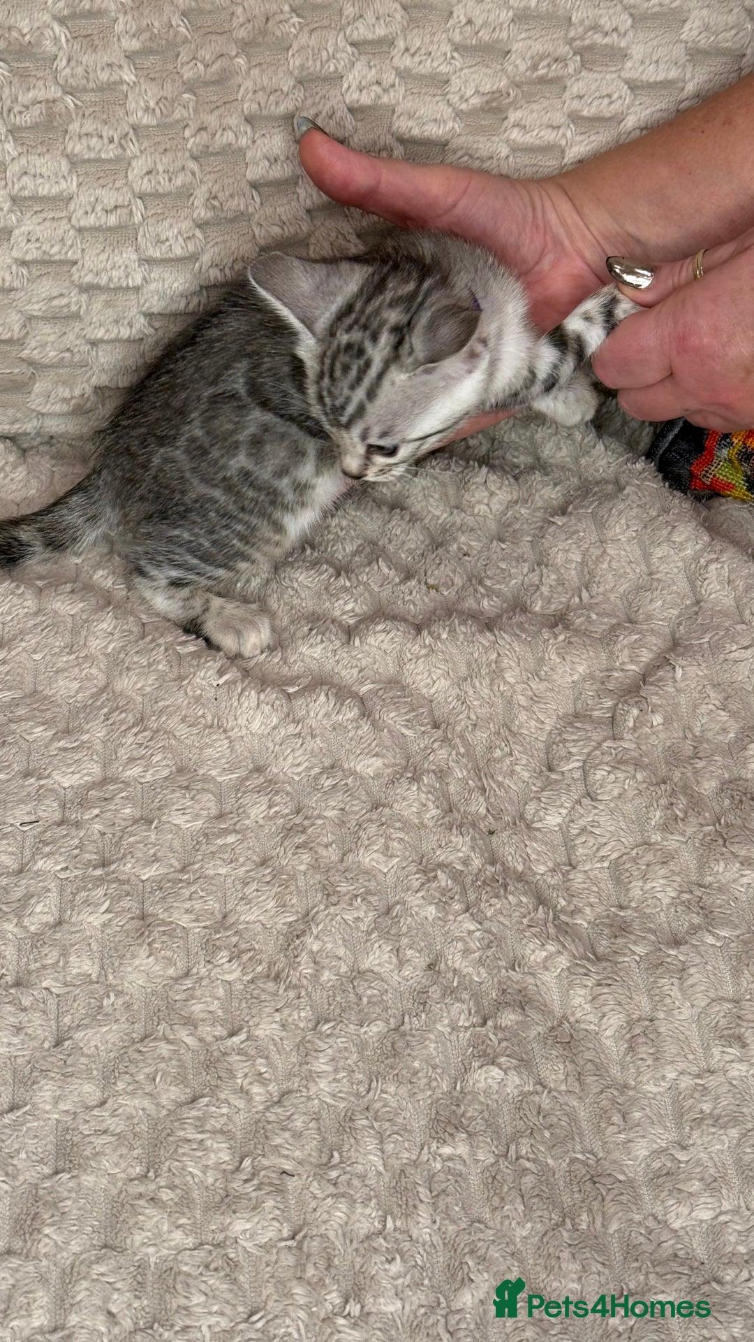 Bengal cats for sale: Pure Bengal kittens for sale  - Advert 19