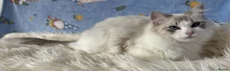 Ragdoll cats for sale: Two Sister TICA Registered Female Ragdoll - Advert 6