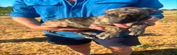 Lurcher dogs for sale: Beautiful lurchers  in Shipston-on-Stour - Advert 3