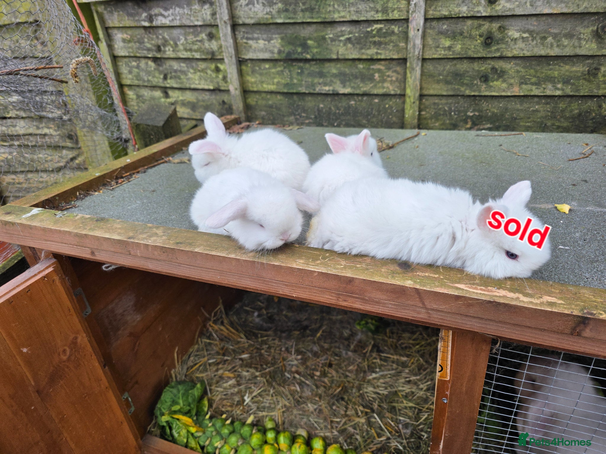 Mini Lop rabbits baby rabbit  - Advert 11