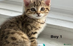 Bengal cats for sale: Gorgeous bengal kittens. READY NOW!!!! - Image 3