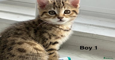 Bengal cats - Advert 1