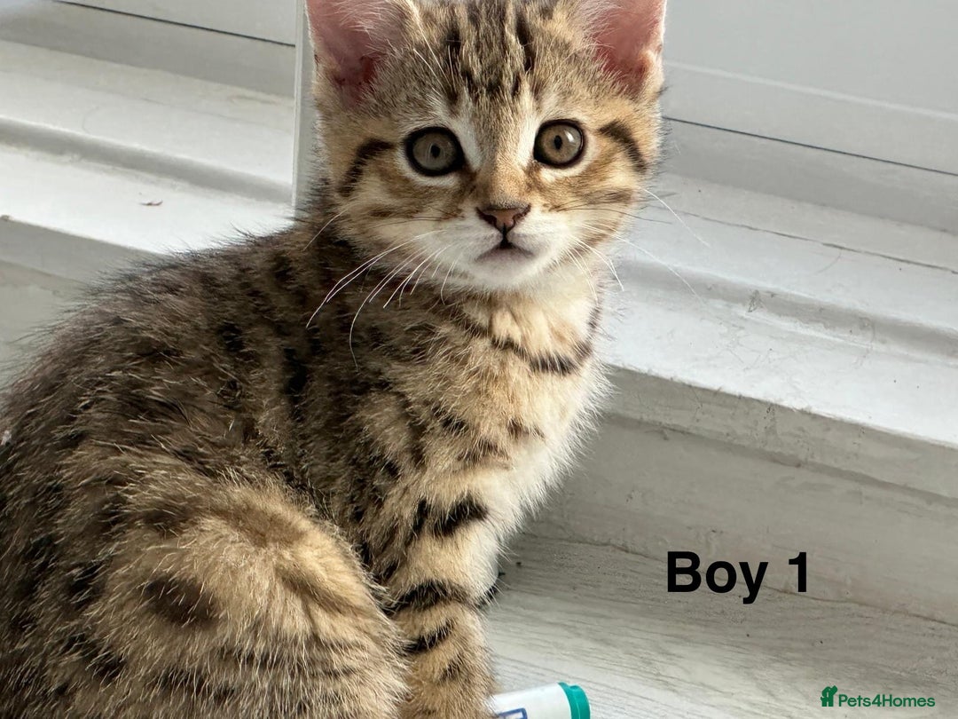 Bengal cats for sale: Gorgeous bengal kittens. READY NOW!!!! - Image 3