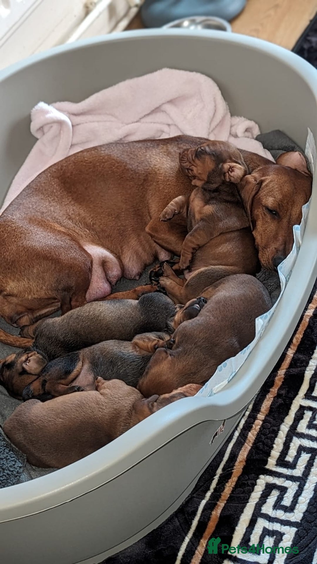 Dachshund dogs for stud: *STUD* mini in Romford - Advert 14